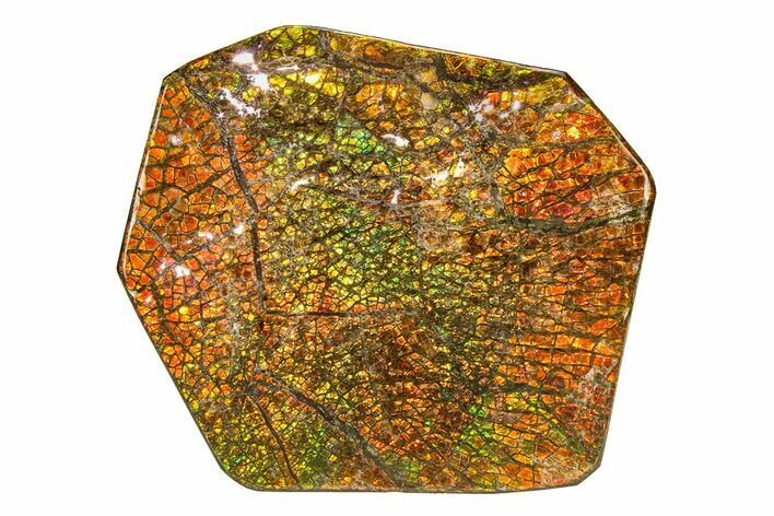Flashy Ammolite (Fossil Ammonite Shell) - Greens & Oranges #336355